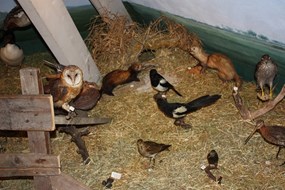 Natuurmuseum Westflinge is ook open op de Langedijkerdag 