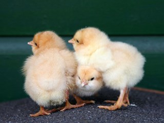 Paaseieren zoeken bij kinderboerderij Jong Leven in Sint Pancras