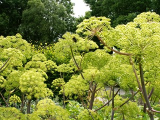 Bijenweekend in Hortus Alkmaar (foto Hortus Alkmaar)