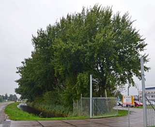 Bomen gaan gekapt worden bij winkelcentrum BroekerVeiling