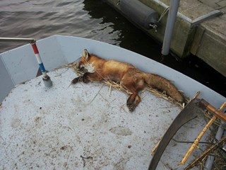 Vos doodgeschoten in Oosterdelgebied (foto Peter Wouda)