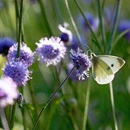 Cursus meditatie bij Hortus Alkmaar